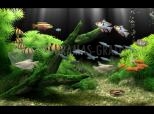 Imagen principal de Dream Aquarium XP Screensaver