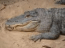 Alligator Screen Saver