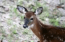 Deer Screen saver