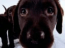 Dog Screensaver