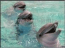 Dolphins ScreenSaver