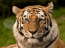 El gran tigre siberiano