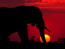 Elefante al anochecer