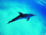 Free Dolphin Picture Screensaver
