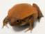 Free Frog Screen saver