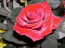 Free Roses Screensaver