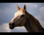 Horse Screensaver