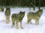 Lobos en la nieve