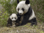 Mamá panda