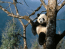 Oso Panda en el Árbol