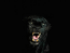 Pantera Nocturna