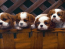Puppies Screensaver