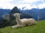 Return of the Llama