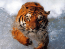 Tigre nadando