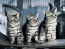 Tres gatitos