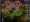 Descargar Astro Fury 1.01