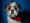 Descargar Cheerful Dogs Screensaver 1.0