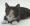Descargar Free Cat Screen saver 1.0