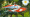 Descargar Koi Fish 3D Screensaver 1.0