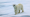 Descargar Polar Bears 