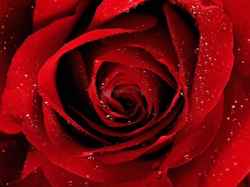 Pantallazo Una rosa roja para ti