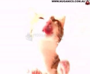 Pantallazo Cat Licking Screensaver