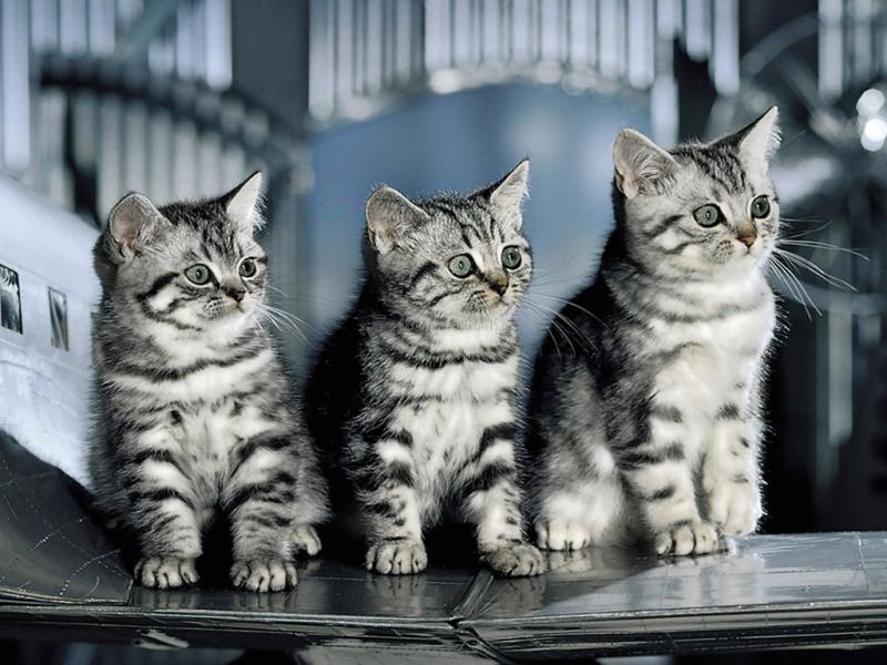 Pantallazo Tres gatitos