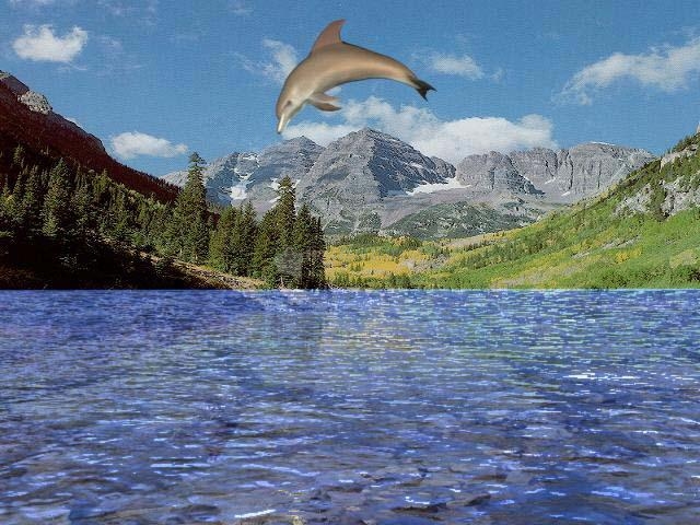 Pantallazo Free 3D Dolphin Aqua Screensaver