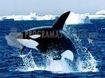 Pantallazo Orca, la ballena asesina