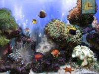 Pantallazo Anemones Reef