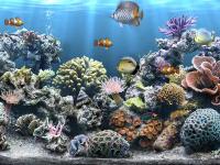 Foto Sim Aquarium Free Tank