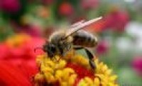 Pantallazo Bee Screensaver
