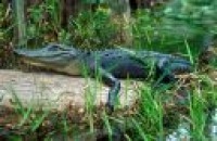 Foto Alligator Screen Saver