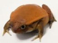 Pantallazo Free Frog Screen saver