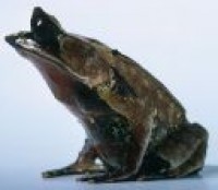 Foto Free Frog Screen saver