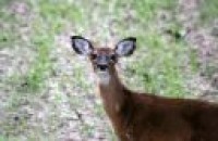 Foto Deer Screen saver