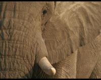 Pantallazo Elephant Screen Saver