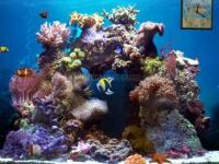 Pantallazo Beautiful Reef