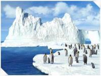 Pantallazo 3D Penguins Screensaver