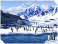Foto 3D Penguins Screensaver