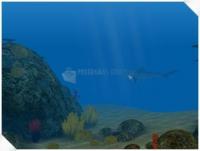 Foto Under The Sea Screensaver