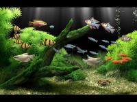 Pantallazo Dream Aquarium XP Screensaver