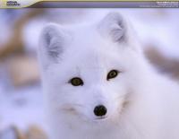 Pantallazo Polar Animals Screensaver
