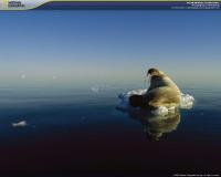 Foto Polar Animals Screensaver