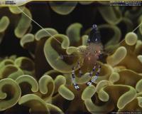 Pantallazo Underwater Sea Life Screensaver