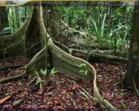 Foto Rain Forests Screensaver