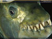Captura Underwater Predators Screensaver