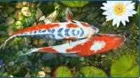 Pantallazo Koi Fish 3D Screensaver