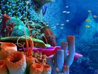 Captura Coral Reef 3D Screensaver