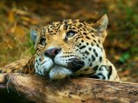 Pantallazo Leopardo